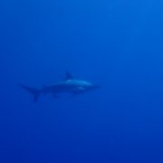 サメとロウニン狙いで万座へ。沖縄ダイビング