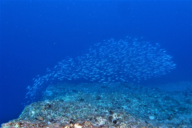 沖縄の魚影