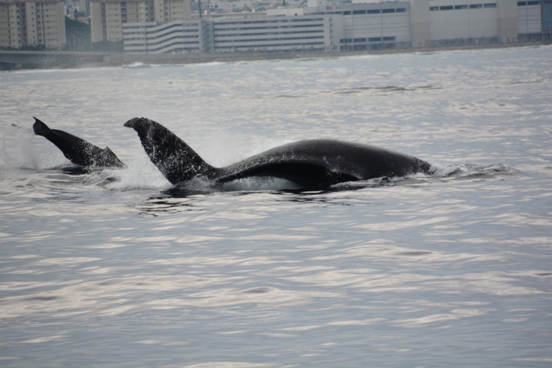 沖縄のザトウクジラ