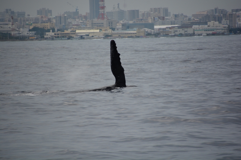 沖縄のクジラ