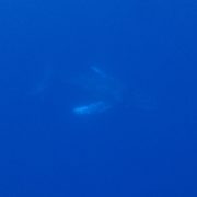 生クジラ！！　　沖縄｜ホエールスイム