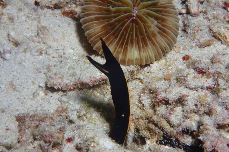 ハナヒゲウツボの幼魚