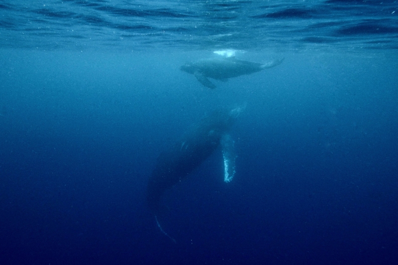 沖縄の水中での親子クジラ