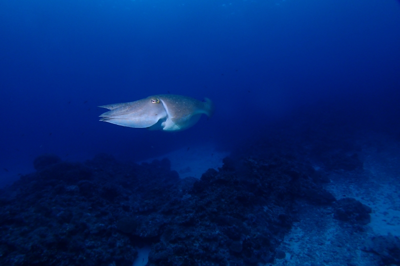 沖縄のコブシメ