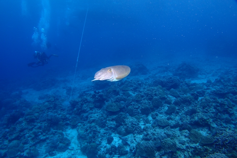 沖縄のコブシメ