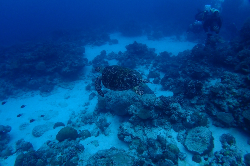 沖縄のウミガメ