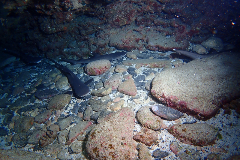 沖縄のサメ