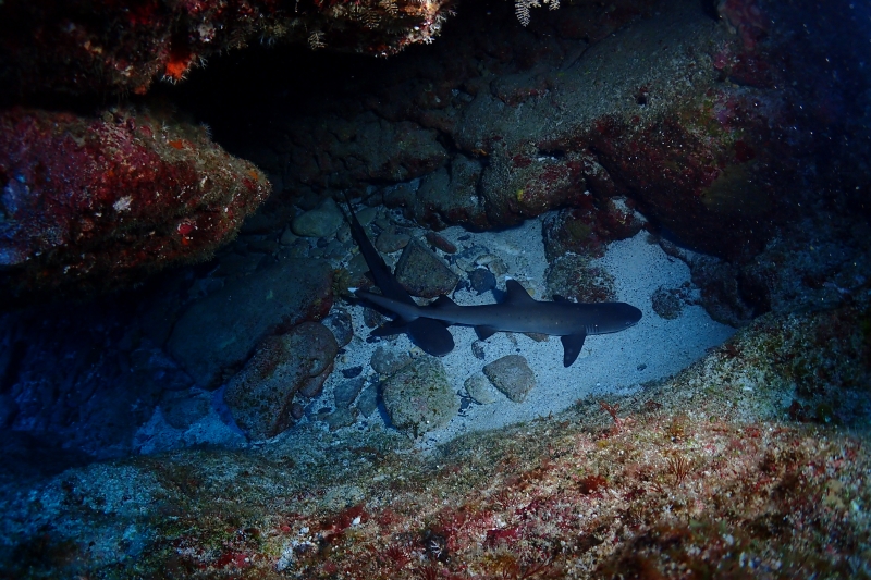 沖縄のサメ