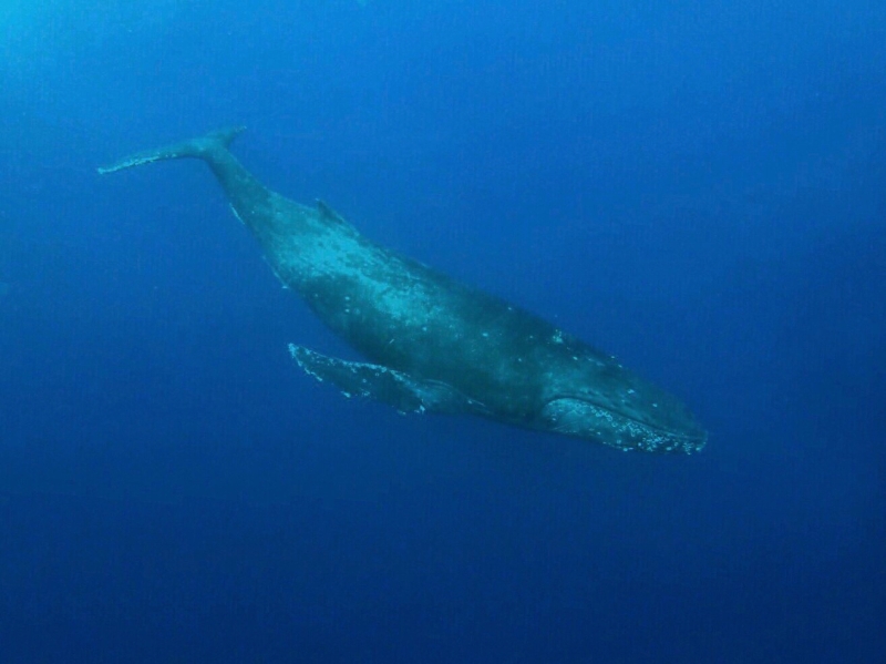 沖縄のクジラ