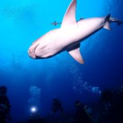 ロウニンアジ&サメと戯れる慶良間諸島ダイビング